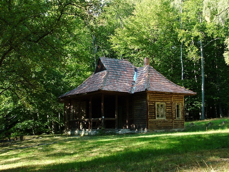 Wooden house stands among the birches