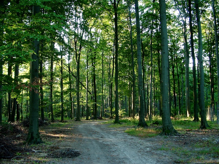 Dirt road leads on the wide back of Kecske-hát Hill