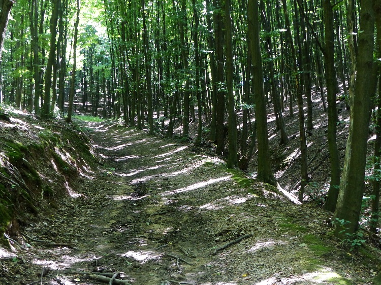 Long and hard climb on the dirt road in the forest