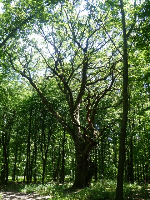 A Rákóczi tölgyfánál 1.