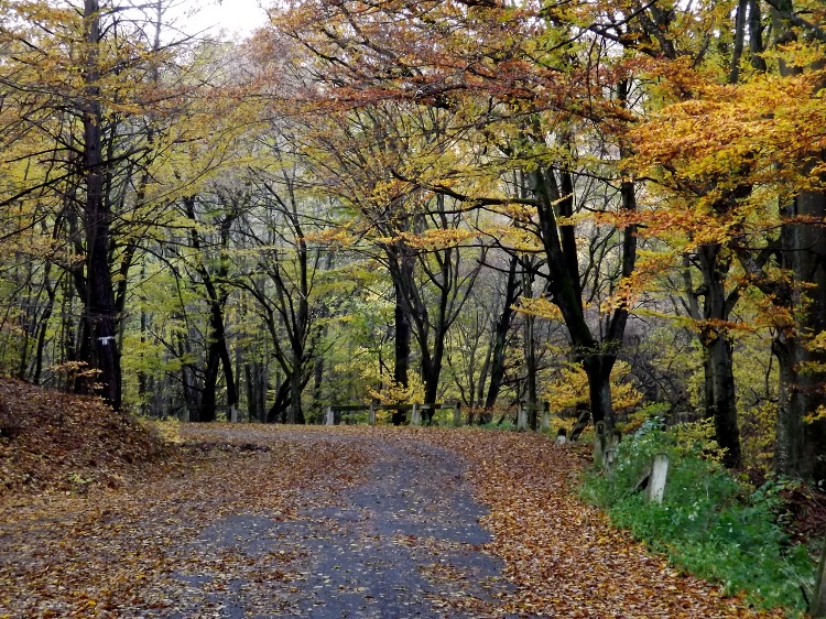 We walk a while on the asphalt road meandering in the forest