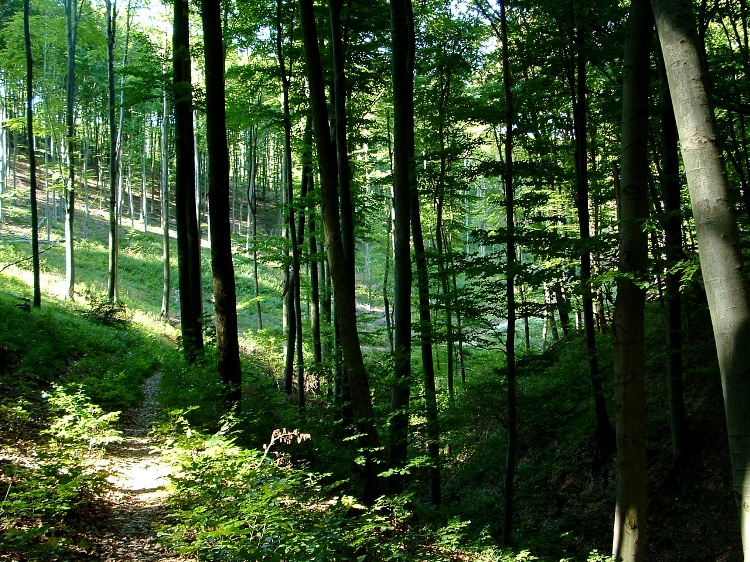 Descending path to Vágáshuta in the valley