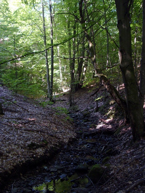 We follow the babbling Hollós-patak Brook in the valley