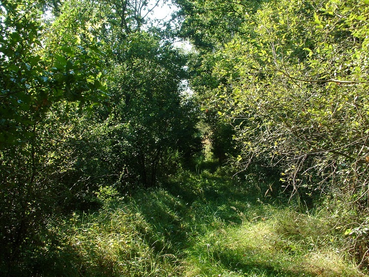 We walk in the tunnel of the canopies on the track of the former railway line