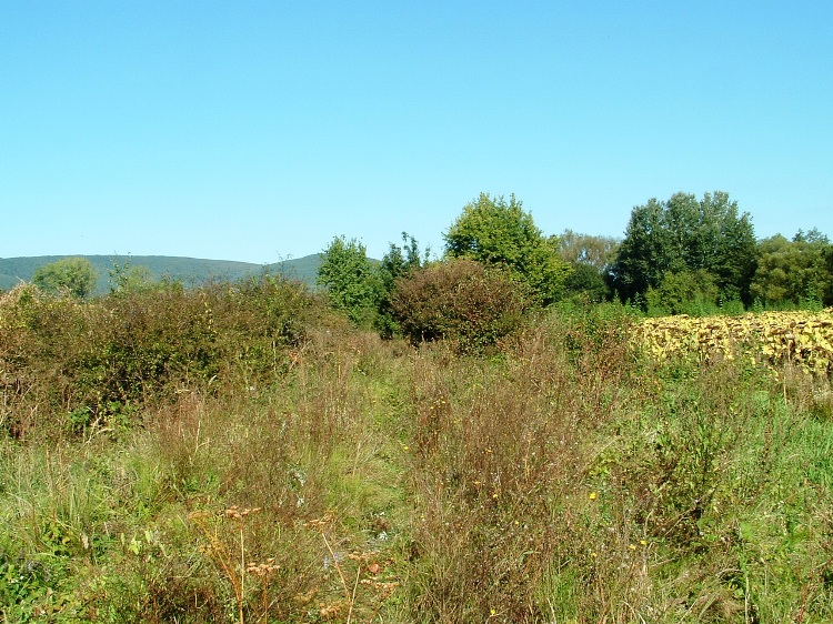 A neglected section of the former railway track