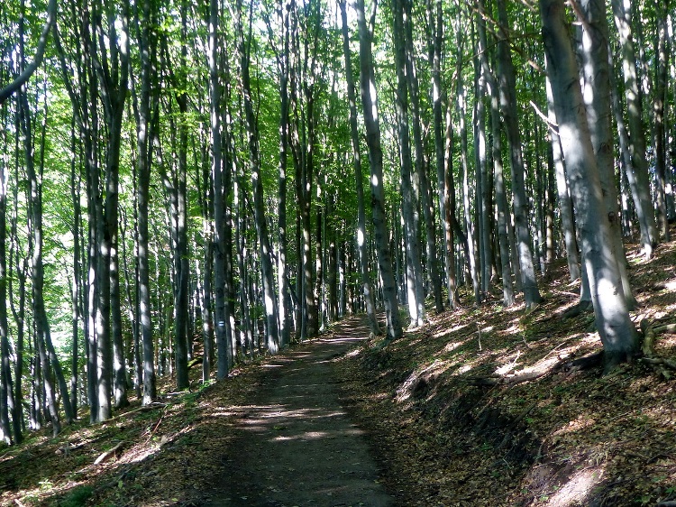 Descending dirt road in the side of Nagy-Milic