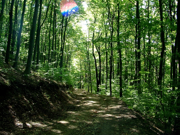 Dirt road in the forest before Hollóháza village