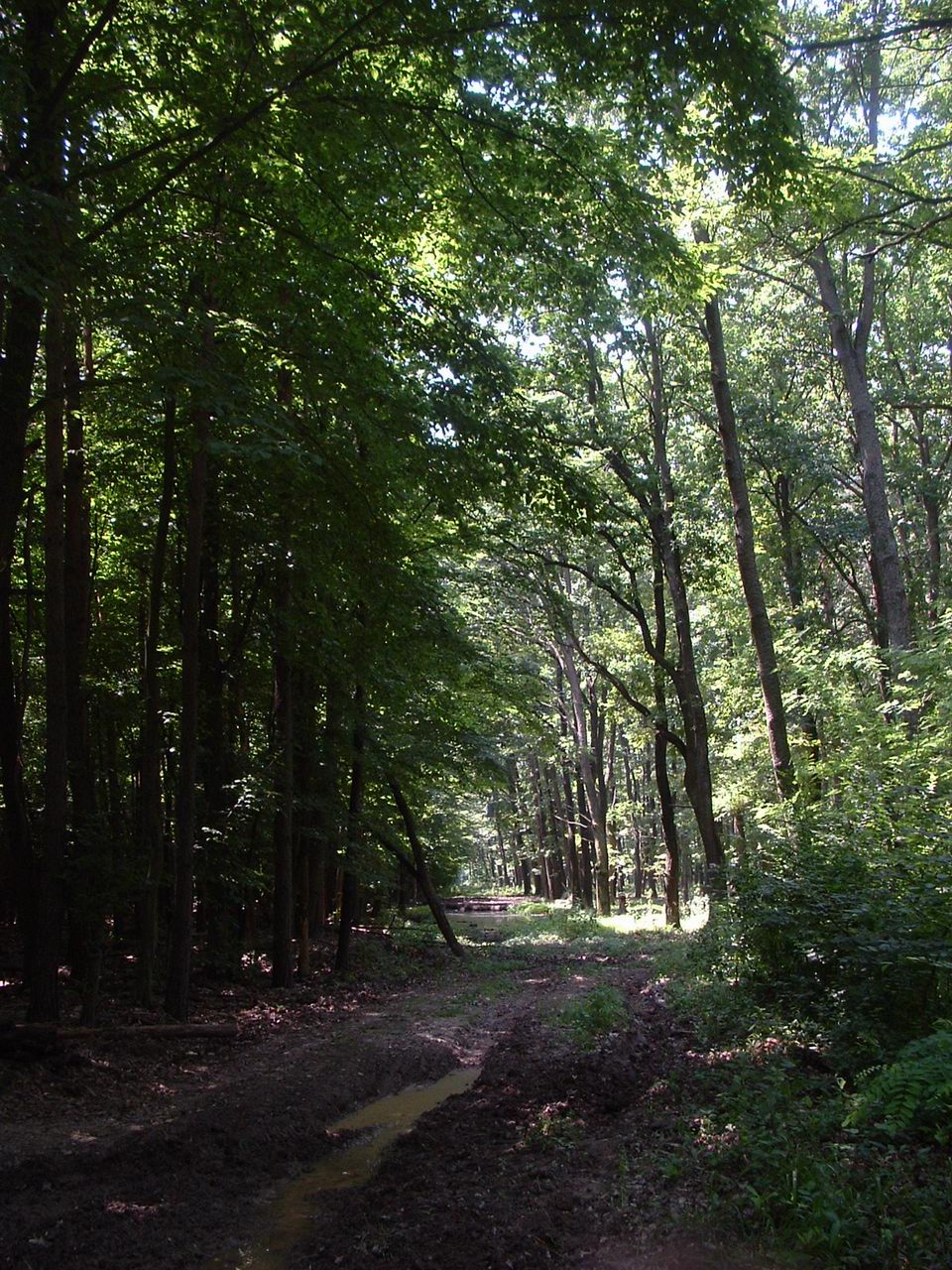 A long hike is waiting for us in the huge Forest of Szajk