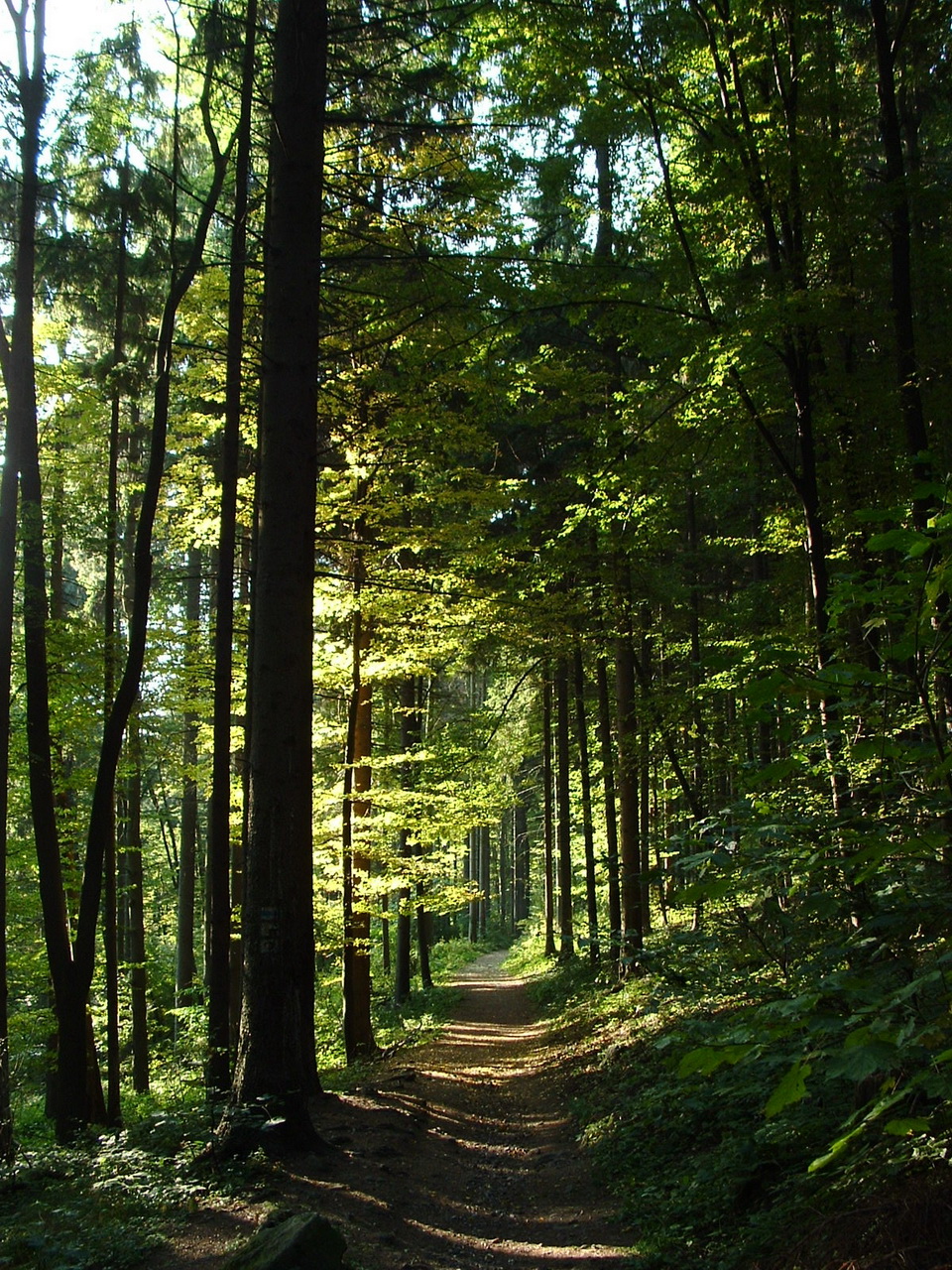 In a pine forest