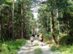 A Lőrinci-erdő nyiladékának földútján