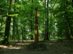 Farkas-erdő - A Banya-fák tisztásán áll a Böröndy Lajos kopjafa is
