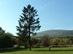 Pusztamarót - Magányos fenyőfa a Gerecse-heggyel