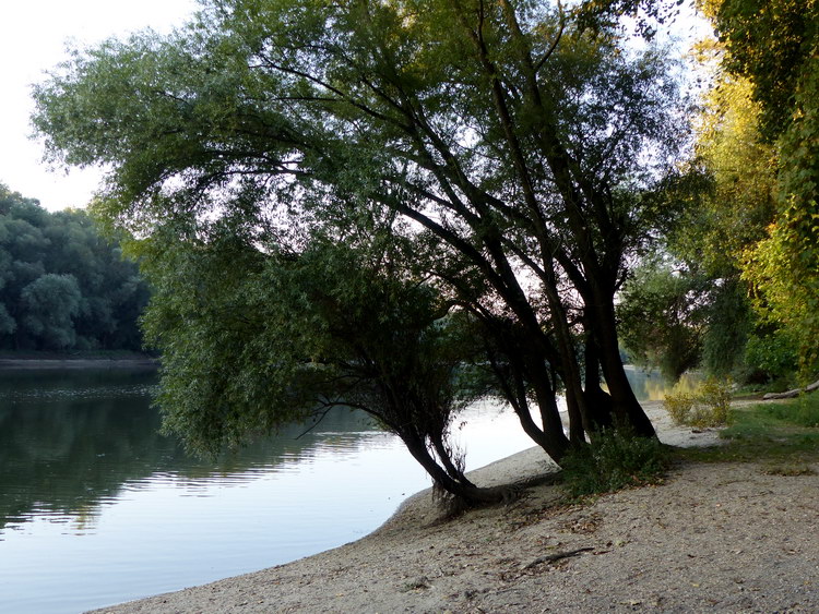 Lesétáltam a Hárosi-Duna partjára. A csendes holtág elsősorban a horgászok paradicsoma.