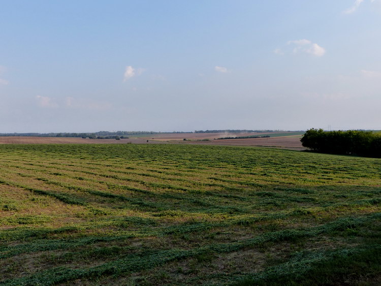 Kitekintés a sátorozóhely melletti erdőszélről a mezőkre