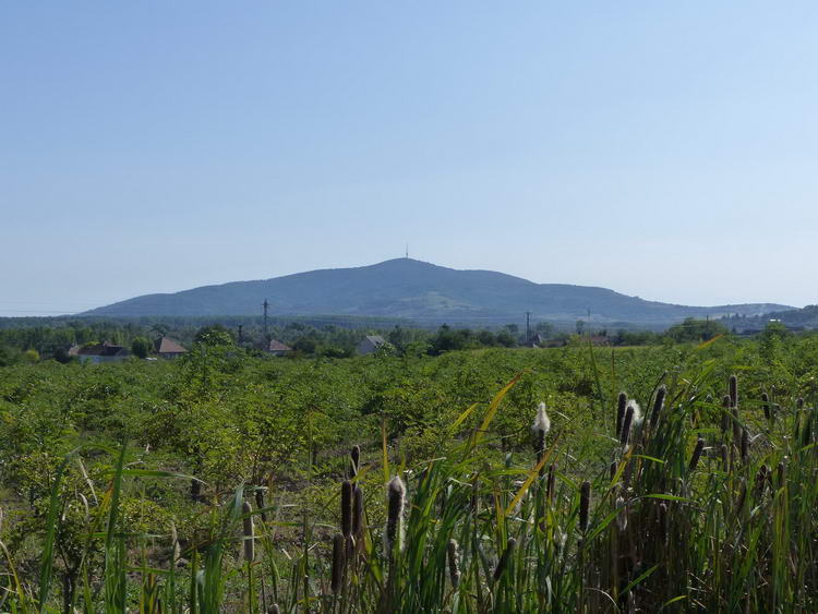 Egyre nagyobbra nőtt előttem a Tokaj-hegy, ahogy közeledtem feléje