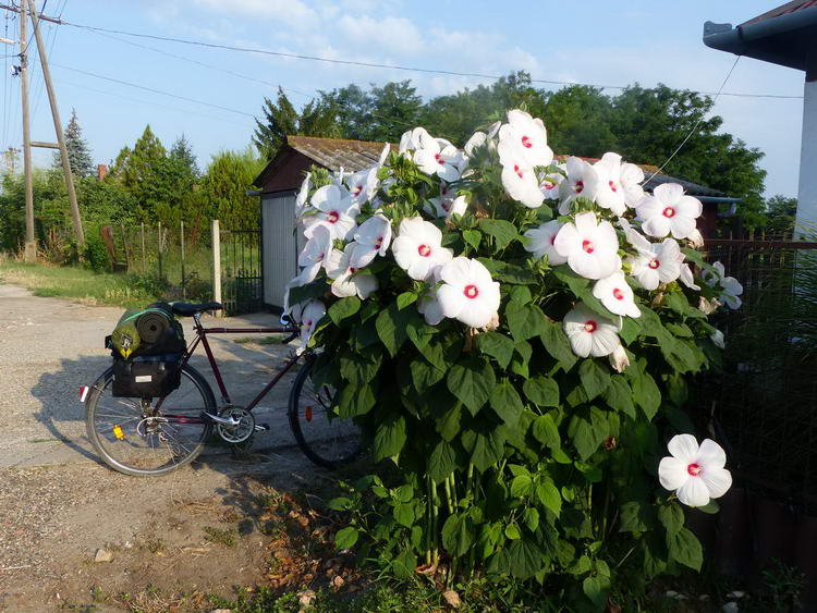 Fehér mocsári hibiszkusz (Hibiscus moscheutos) nyílik az út mellett