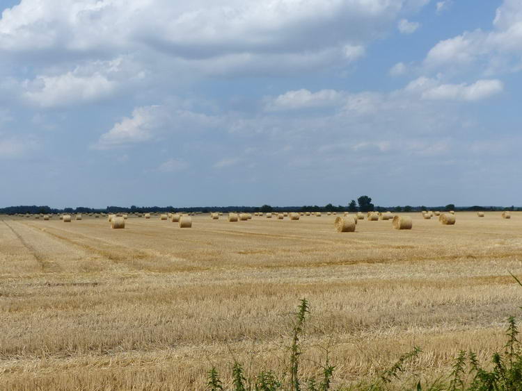 És ismét végtelen búzatáblák között kerekeztem el