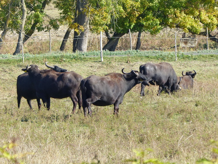 Kápolnapuszta - A többi bivaly egy pillanatnyi figyelemre sem méltatott