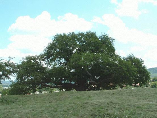 A romhányi törökmogyorófa
