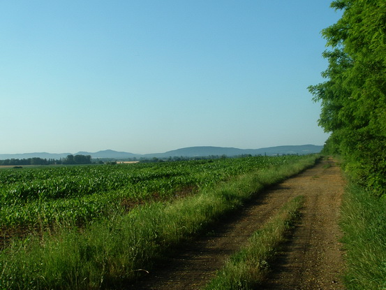 Mezei földúton Mihályfa felé