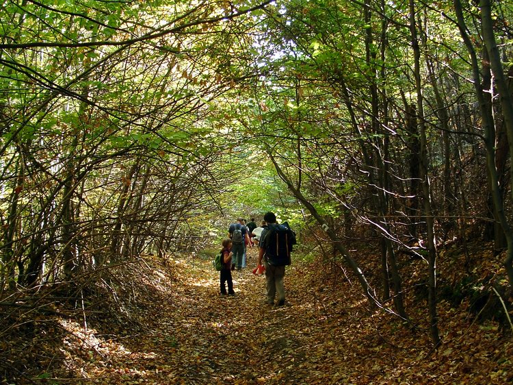 Lombkoronák alagútjában vezet lefelé a turistaút a Saj-kút-bércen Lombkoronák alagútjában vezet lefelé a turistaút a Saj-kút-bércen