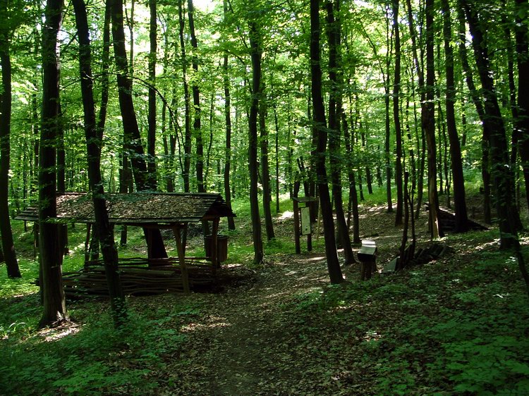 A Bik-kút erdei pihenője