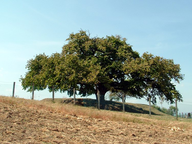 A Rákóczi törökmogyorófa Romhány határában