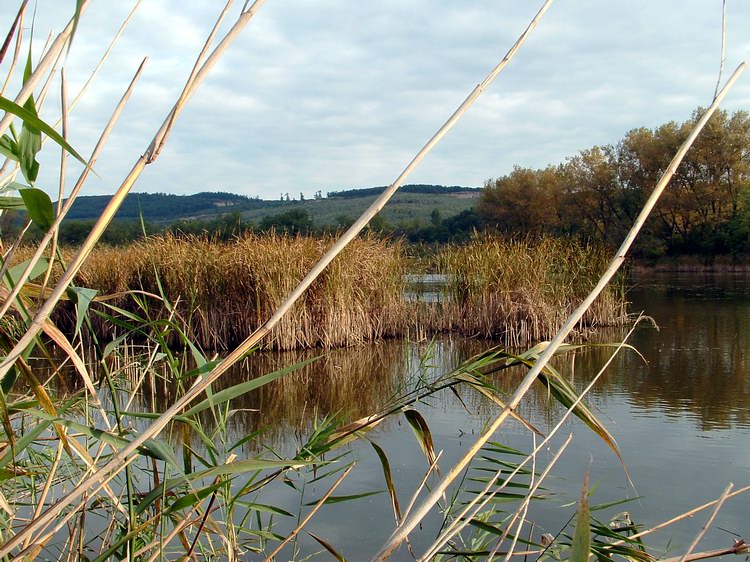 A Kettes-tó partján. Távolban már látszanak a Somlyó előhegyei.