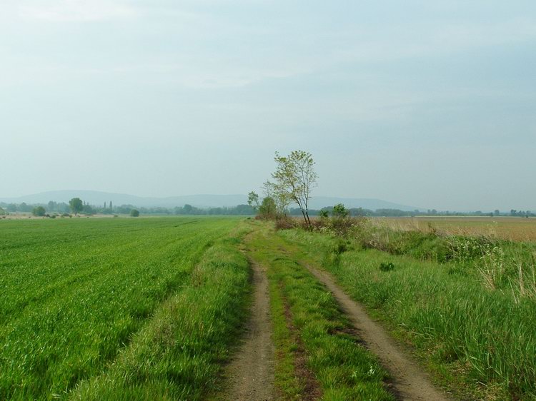 Földúton a mihályfai országút felé