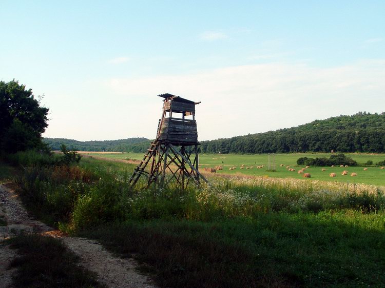 Földúton a Bakony-cser mezeje szélén