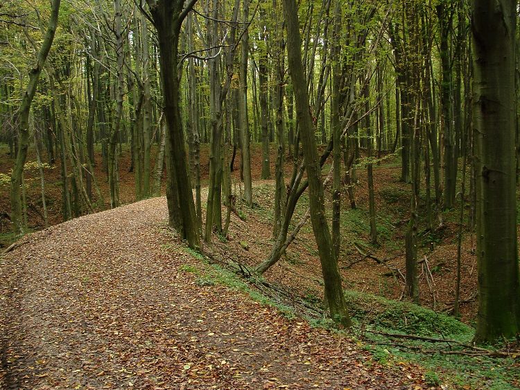 A már rég felszámolt Városlőd-Farkasgyepű erdőgazdasági kisvasút töltésén vezet hosszan a kéktúra