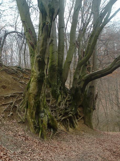 Gyökereikkel kapaszkodó fák a turistaút mellett