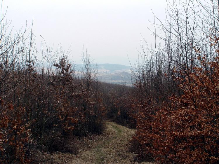 Visszatekintés a Kőerdő-tető hajdani irtásfoltja helyén növő fiatalosban a megtett útra