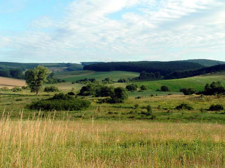 Kilátás a Vesszős-oldalból az erdős Kecske-padra