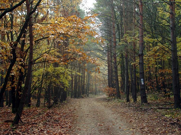 Erdei földúton a magyar-osztrák határon