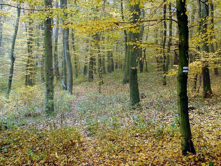 Ösvényen az Ablánc-patak feletti erdőben