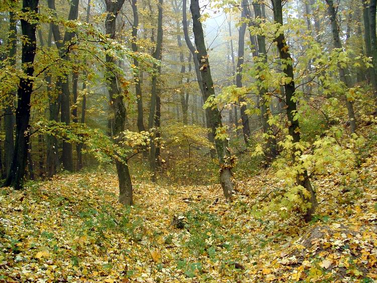 Felkaptattam az Ilonavár sáncárkához