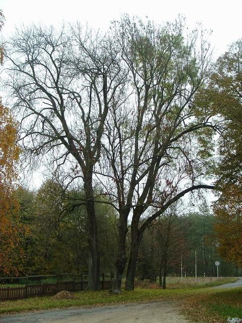 Erzsébet királyné fái az Ablánci malomcsárda parkolójában