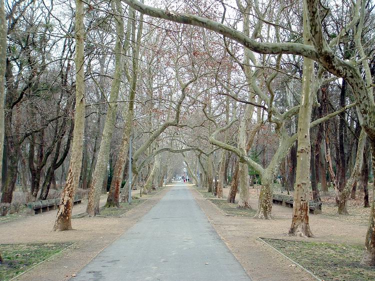Keszthely - A Helikon-park platános sétányán vezet a kéktúra