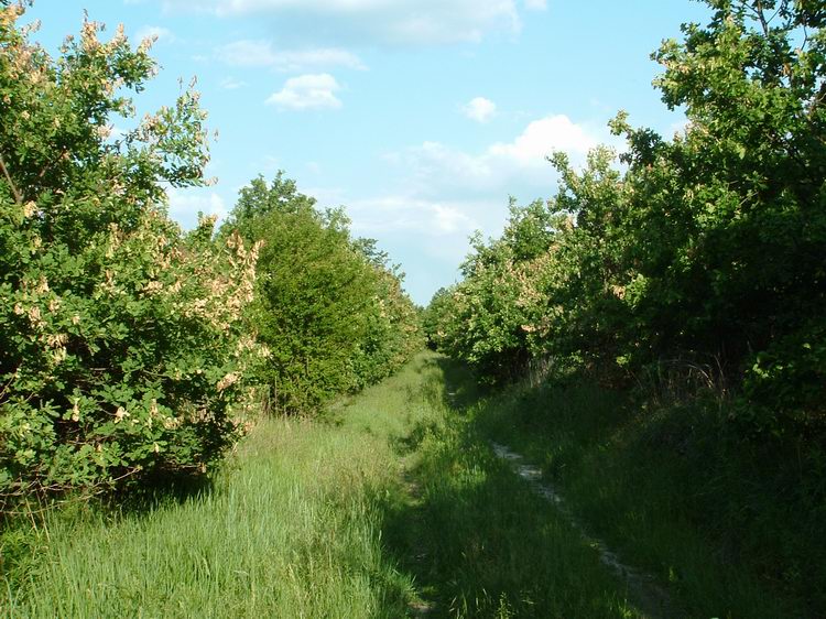 Az erdőszéli fiatalosban