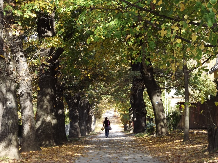 A Wesselényi utca vadgesztenye fasorában