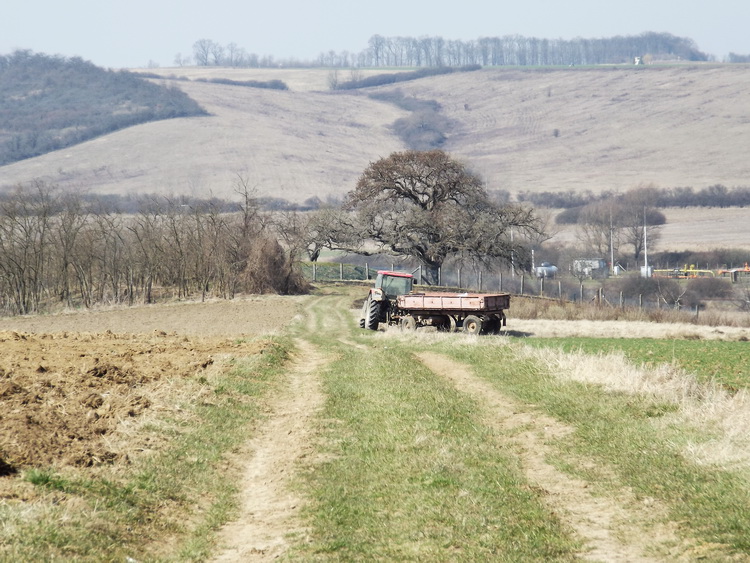 A távolban feltűnt a Rákóczi törökmogyorófa