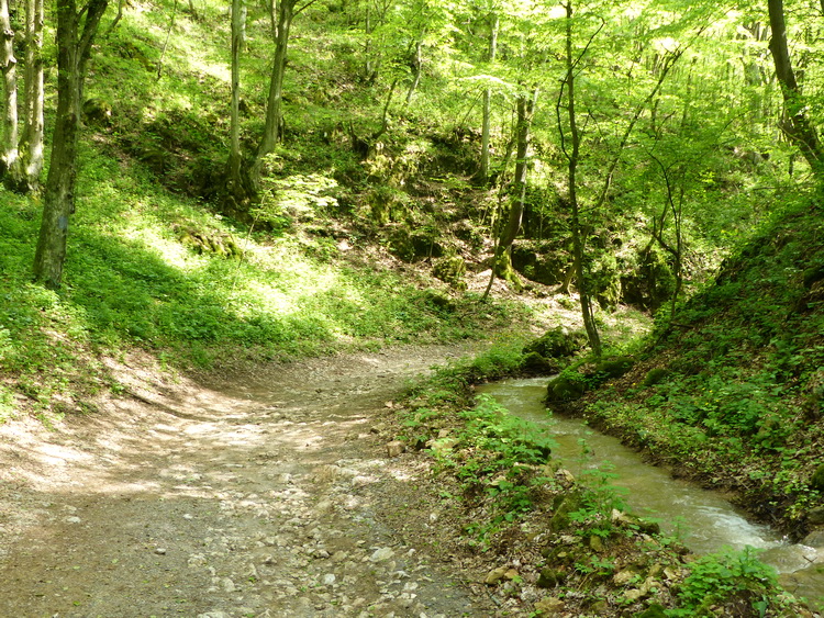 A Tohonya-patak szurdokvölgyében