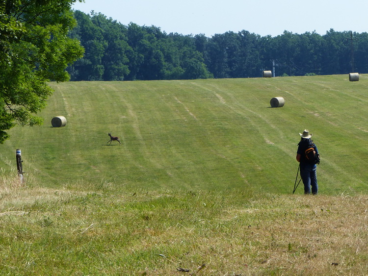 The grassy pasture with a runnig roe