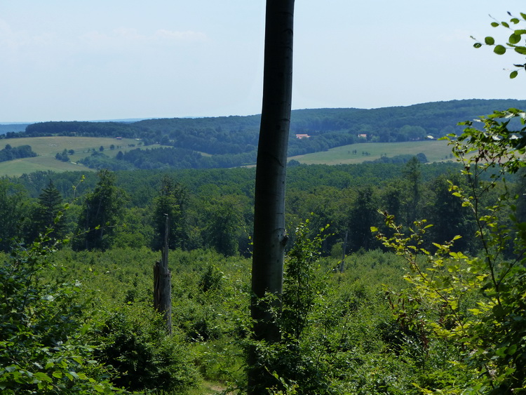 Kilátás Kisszépalmapuszta felé az irtásfolt felső pereméről