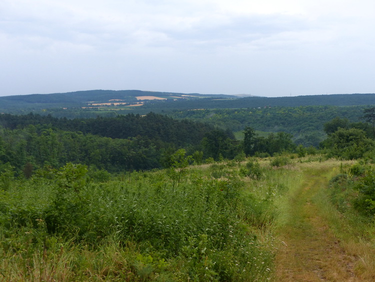 Kilátás az irtásfolt felső pereméről