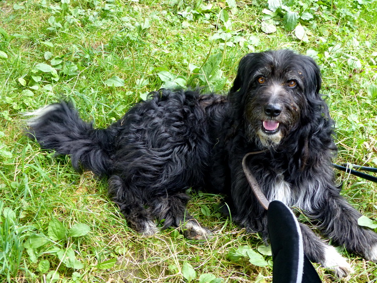 The friendly dog of Cirkálótanya farmstead