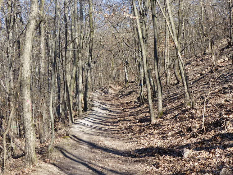 Turistaúton a Dobogókő oldalában