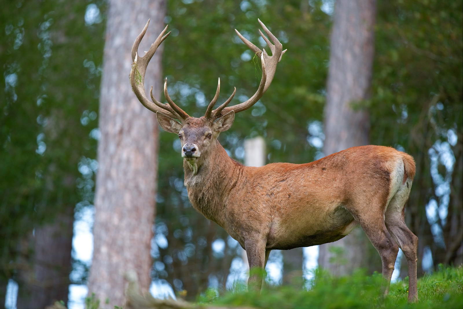 Male red deer in the forest