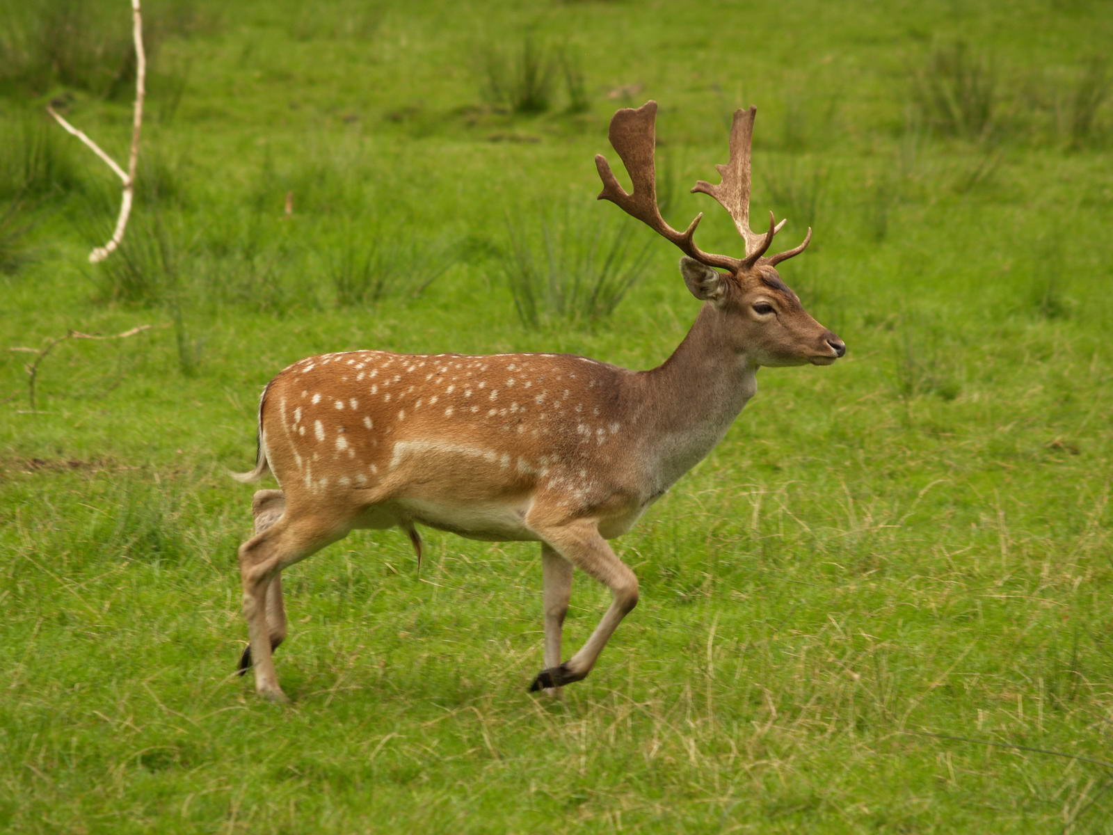 Male fallow deer on a field